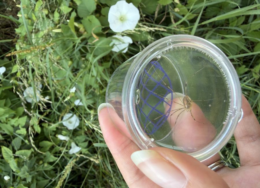 A small specimen being observed in a clear field container among vegetation.
